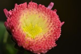 spring flower close up