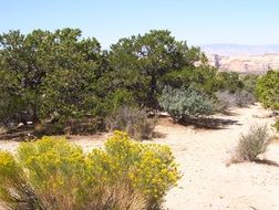 Landscape Picture of plants in desert in Utah