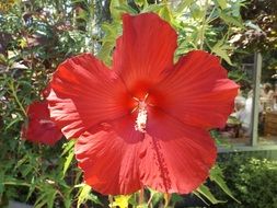 picturesque and pretty Hibiscus