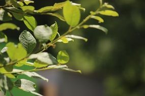 Closeup Picture of Tree leaves