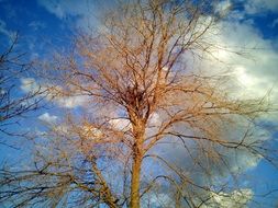 sky with white clouds above a tree without leaves