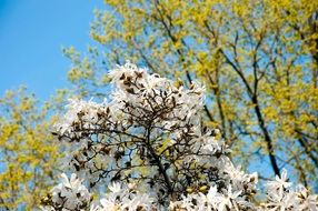 white flowers on a tree in the garden