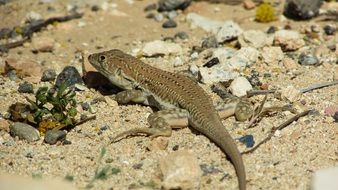 reptile on the sand