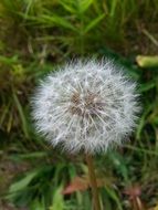 dandelion on green grass close-up