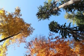 golden and green trees in bottom