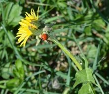 Ladybug on the dandelion