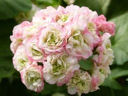 pink white geranium as an inflorescence