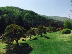 green trees on the grass in the park