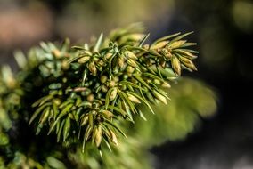 Green Plant Summer