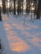 evening in a snowy forest