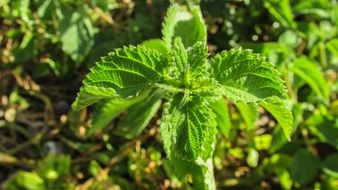 fresh green mint in the garden