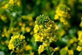 Oilseed Rape Blossom Bloom Plant