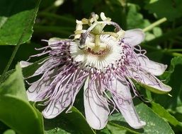 Passion Flower Side View Flower