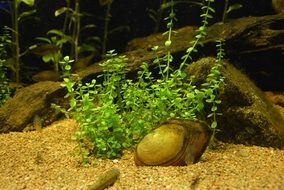 Picture of Aquatic Plant