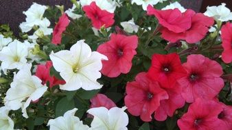 Surfinia, Pink and White Flowers