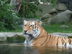 Tigress in Zoo