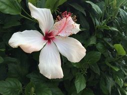white flower with a red stamen on a bush close-up