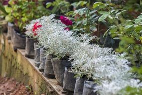 a lot of flowers in a pots