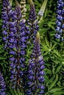 lupine as a candle