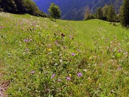 flowering mountain meadow on a sunny day