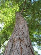 tree trunk with green crown