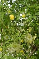 Clematis or Yellow Waldrebe