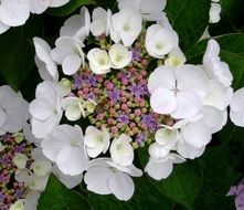 blooming hydrangea as a decoration of the garden