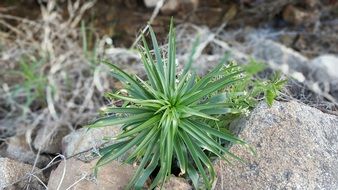 green plant among stones