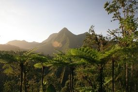Beautiful landscape with the mountains behind the palm and other trees in light