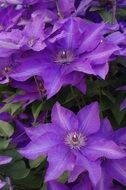 delightful Violet Flower