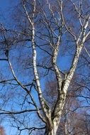 birch branches against the blue sky