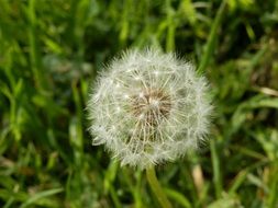 white dandelion among meadow grass