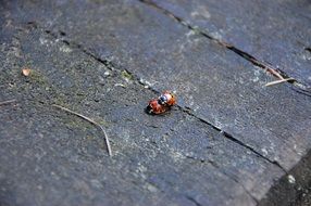 Picture of Ladybugs is in nature