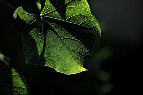 shadow on a green leaf of a plant