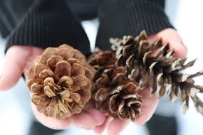 three pine cones in the hands