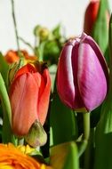 red and purple tulips in a greenhouse in Holland