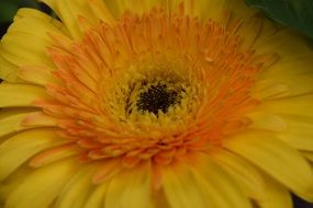 yellow gerbera like daisy