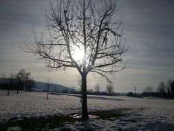 Tree Winter Picture