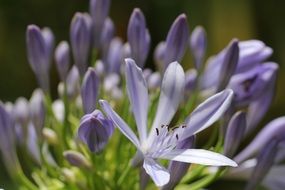pale purple flowers with pointed petals close-up