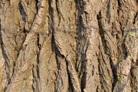 Close up photo of Tree Bark