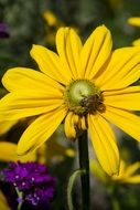 insect on a yellow flower under the bright sun