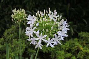 white flower in the garden with green leaves