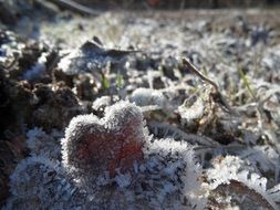nature in frost close up