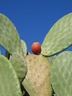 Green Cactus