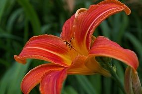 daylily blossom in the summer