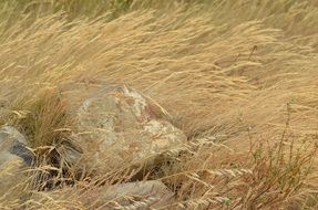 dry wild grasses