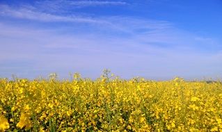 blue sky over blooming rapeseed