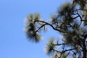 fluffy branches of coniferous wood against a clear blue sky