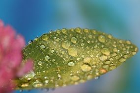 Dewdrops on green Leaf macro