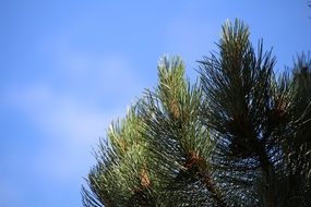 Pine Conifer Tree
